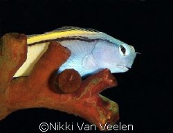 Red Sea mimic blenny taken at Quays site, Ras Mohamed Par... by Nikki Van Veelen 